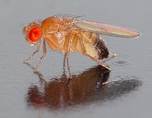 Male Drosophila melanogaster (from wikipedia)